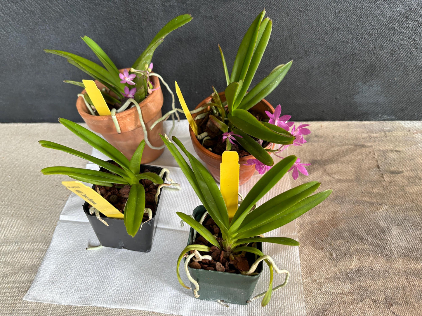 One Miniature Vanda live Orchid plant Ascofinetia Cherry Blossom Compact grower Not in spike/bloom