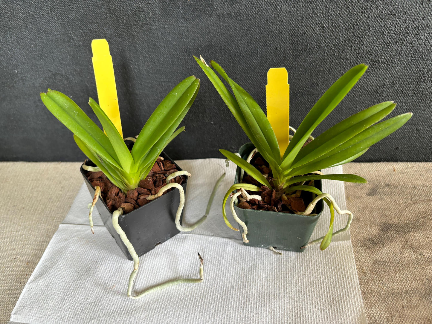 One Miniature Vanda live Orchid plant Ascofinetia Cherry Blossom Compact grower Not in spike/bloom