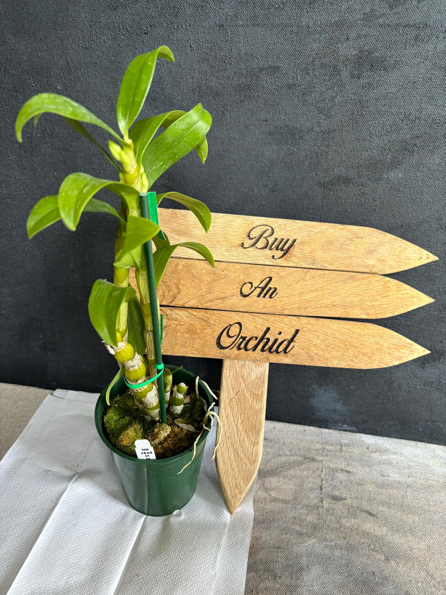 Blooming size Nobile Dendrobium Spring Dream 'Apollon' 4.5"pot Live Orchid Plant Not In Spike/Bloom