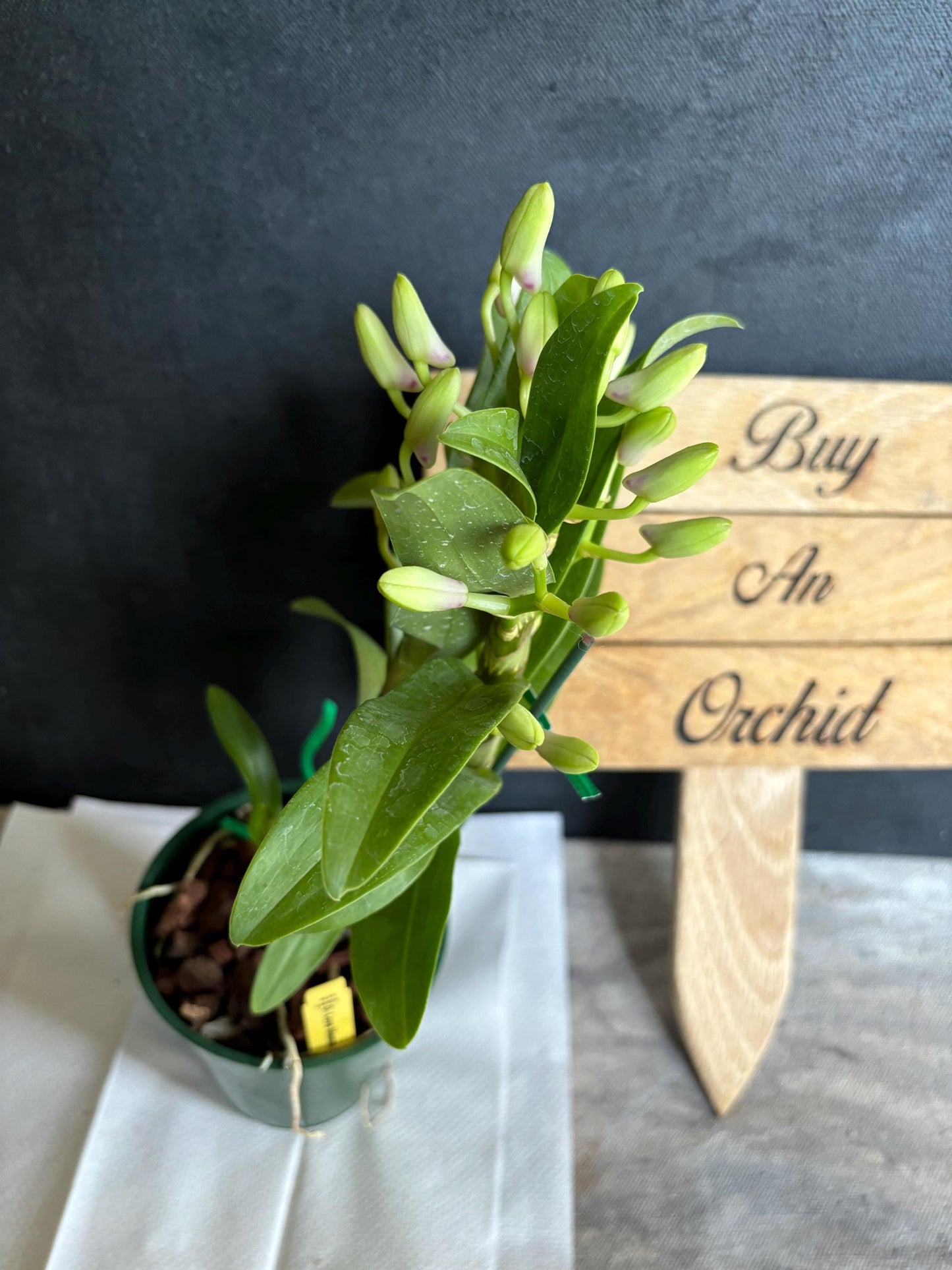 Blooming size Nobile Dendrobium Love Memory ‘Fizz’ 4.5"pot Live Orchid Plant Not in Spike/Bloom