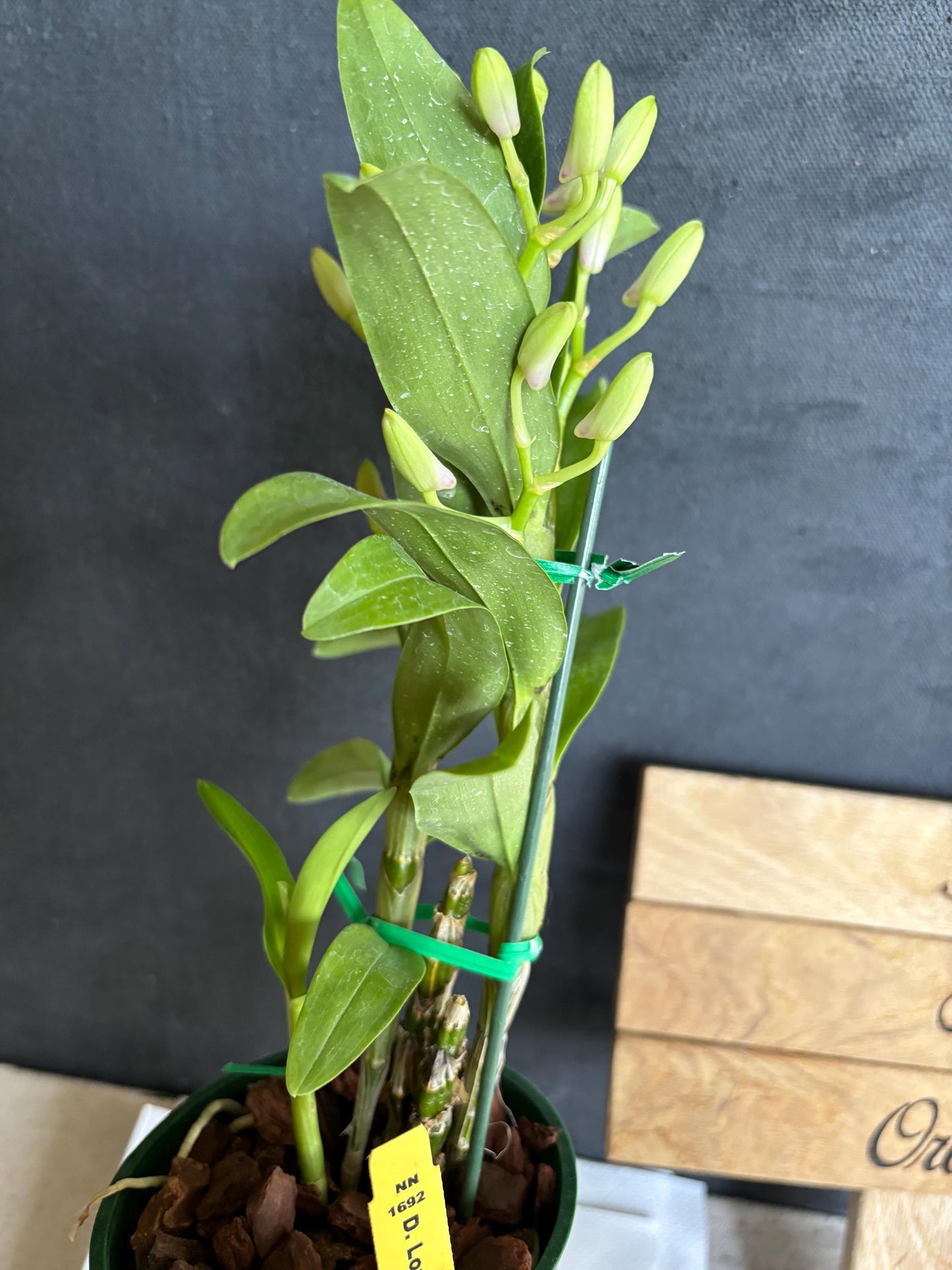 Blooming size Nobile Dendrobium Love Memory ‘Fizz’ 4.5"pot Live Orchid Plant Not in Spike/Bloom