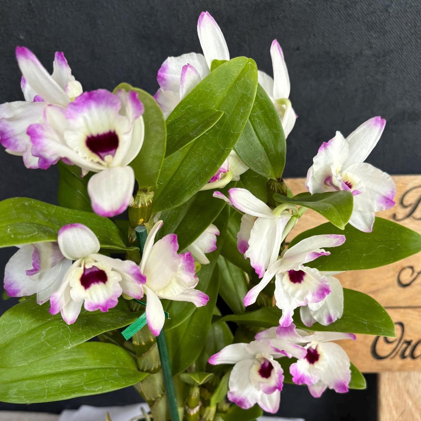 Blooming size Nobile Dendrobium Love Memory ‘Fizz’ 4.5"pot Live Orchid Plant Not in Spike/Bloom