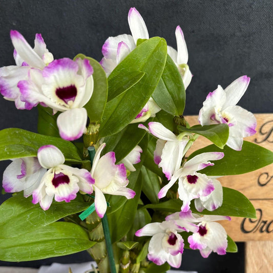 Blooming size Nobile Dendrobium Love Memory ‘Fizz’ 4.5"pot Live Orchid Plant Not in Spike/Bloom