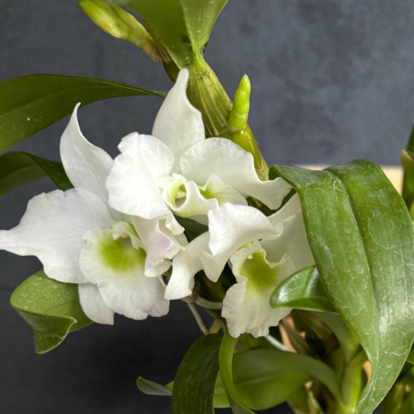 Blooming size Nobile Dendrobium Spring Dream 'Apollon' 4.5"pot Live Orchid Plant Not In Spike/Bloom