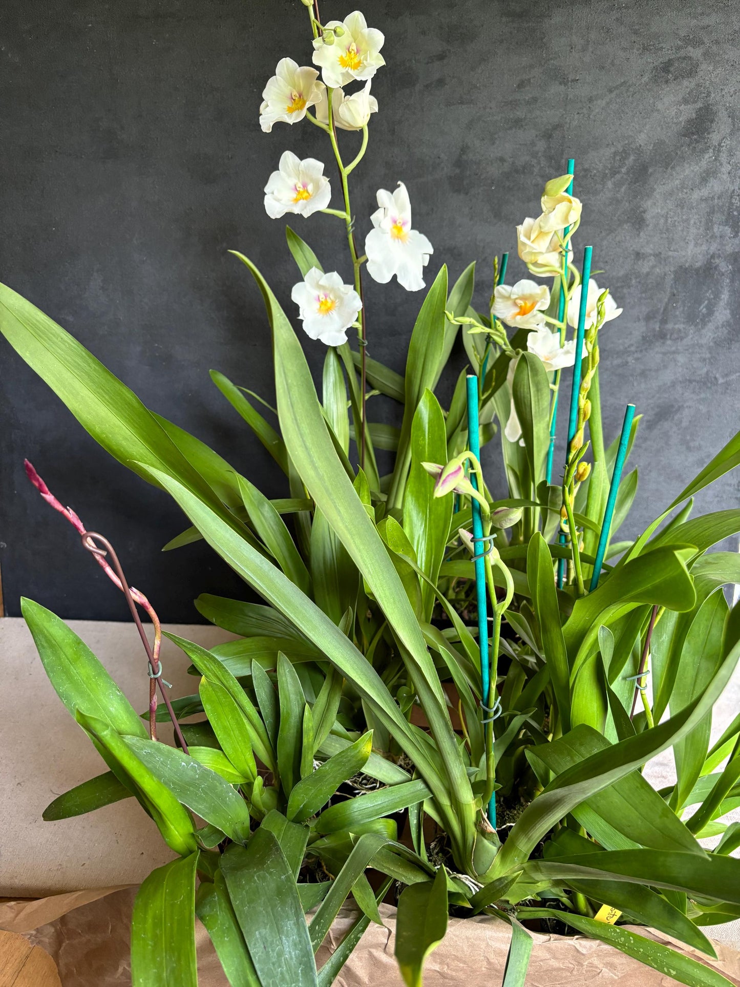 Blooming size Assorted Oncidium Alliance  Live Orchid Plant 3.25" pot NOT in Spike/Bloom