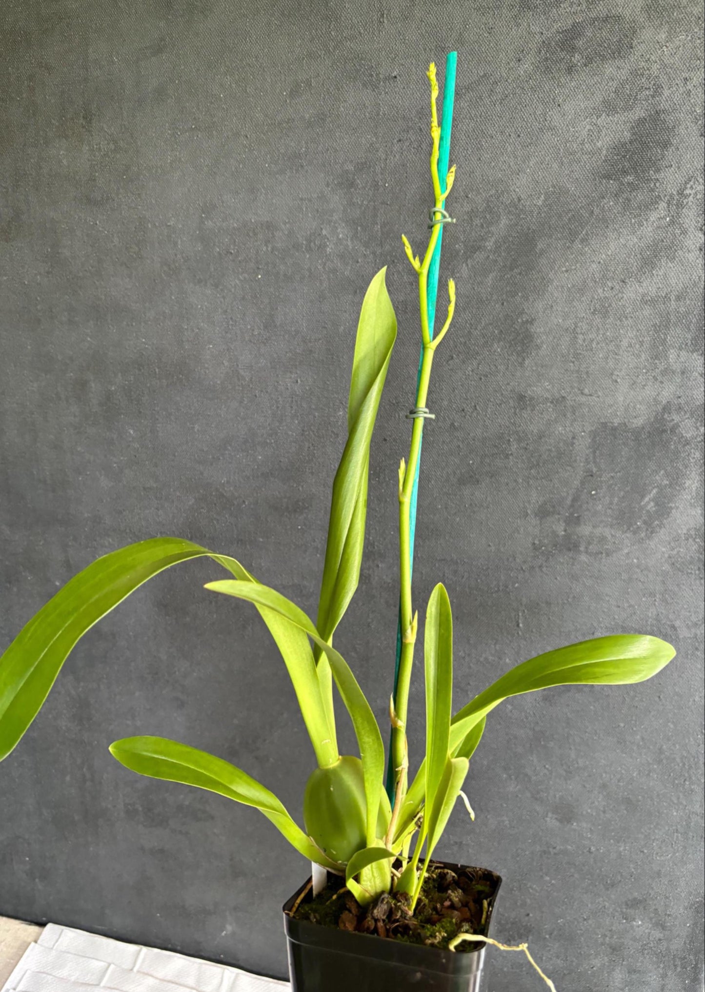 Blooming size Assorted Oncidium Alliance  Live Orchid Plant 3.25" pot NOT in Spike/Bloom