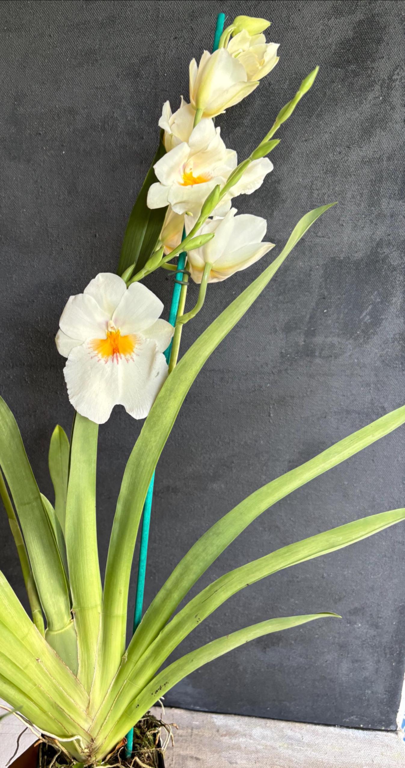 Blooming size Assorted Oncidium Alliance  Live Orchid Plant 3.25" pot NOT in Spike/Bloom