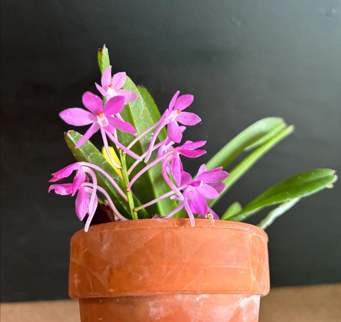 One Miniature Vanda live Orchid plant Ascofinetia Cherry Blossom Compact grower Not in spike/bloom