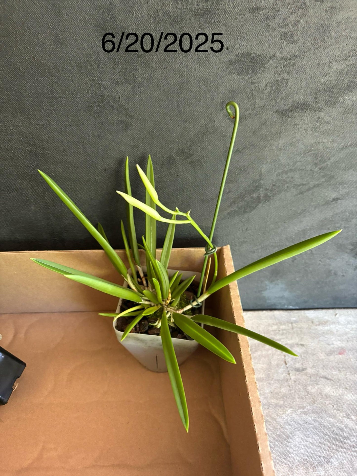 Blooming size Cattleya Alliance  B. nodosa 4N x B. nodosa LIve orchid Plant NOT In Spike/Bloom